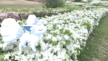 アローラロコンのAR画像